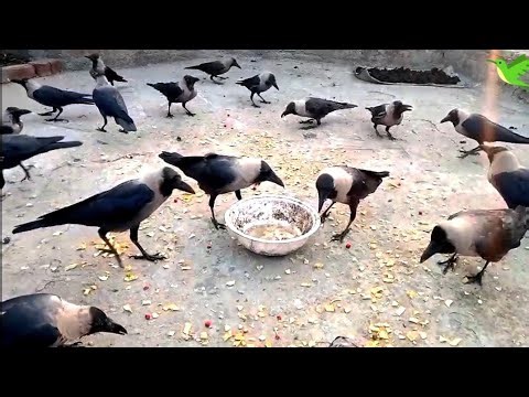 Flock of Crows feeding together | Crows World | Crows Planet