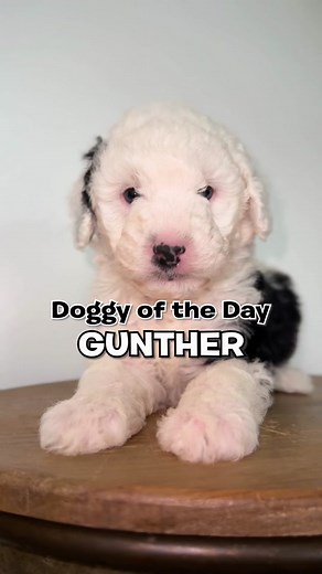 Meet Gunther: The Adorable and Gentle Mini Sheepadoodle Puppy