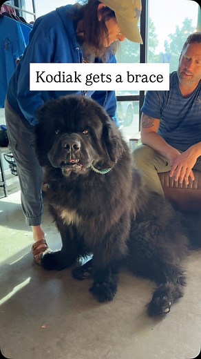 Derrick even treats bears! | Bionic Pets