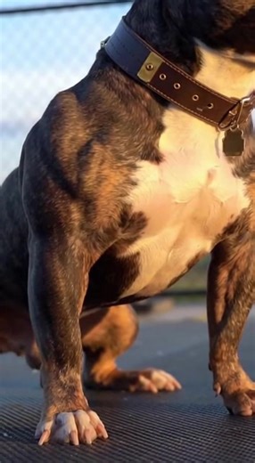 Top Dog Owner Hacks for Easy Pet Care