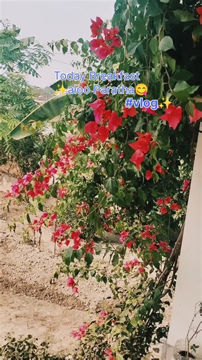 morning vibes ✨#minivlog #viralreels #viralvlog #mariyamsiddiqui