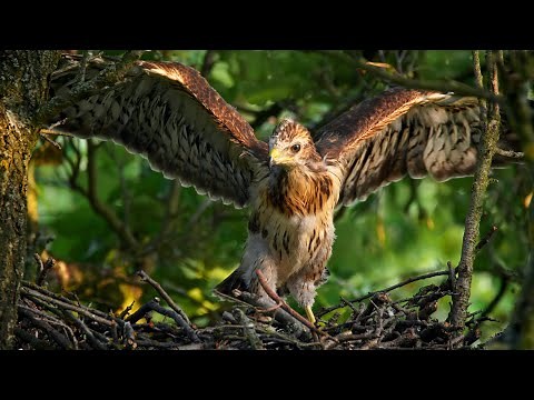 Common buzzard chick learning to fly ~ Buteo buteo