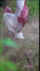 Elk Game Bags Hunting Meat, Rolled Heavy Duty Quarter Bags, Big Game Bags for Elk, Caribou, Deer, 48-Inch x4, 28-Inch x1, 5-Pack Reusable Meat Game Bags