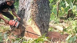 Watch a Pro Woocutter Safely Taking Down a Massive Old Trembesi Tree Using Stihl Chainsaws