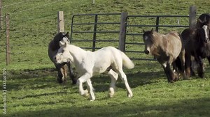 Herd of Gypsy Vanner Horse colts & fillies run at liberty across autum pasture