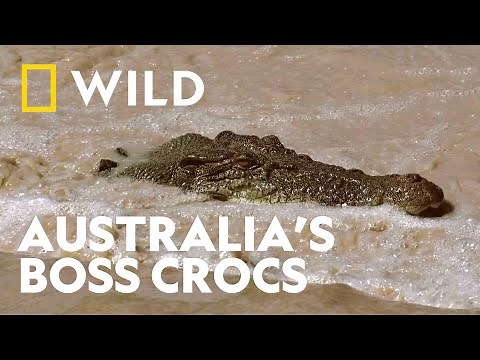 Dominant Crocs of Aus | Crocodile - Australia’s Greatest Survivor | National Geographic WILD UK
