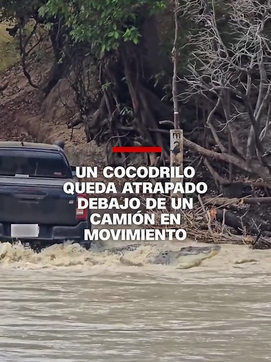 Cocodrilo atrapado en camión en Parque Kakadu, Australia