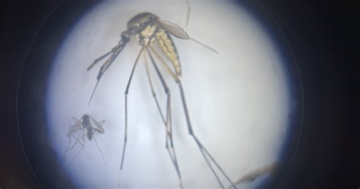 Mosquito season expected to last longer due to global warming