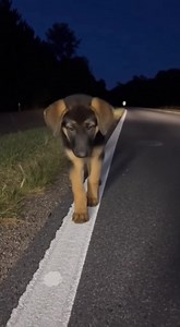 24K views · 87 reactions | Puppy's Peanut Butter Adventure Puppy hilariously 'fails' a sobriety test! Generated using Kling AI . . . (For entertainment purposes only. Consult professionals if guidance on activities is presented. No brand affiliation is implied if any are shown. If inspired by true events, creative adaptations may be included. Content may include public footage.) | Fabiosa Life | Facebook