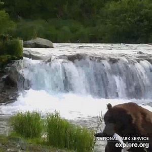 14K views · 1.8K reactions | Bear Force One ✈️ An Autobiography of Bear 747 - watch our newest film narrated by Charlie Annenberg: https://bit.ly/3F7OWd1 | explore.org | Facebook