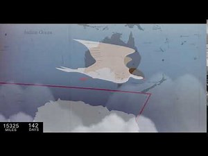 Overland migration of Arctic Terns revealed