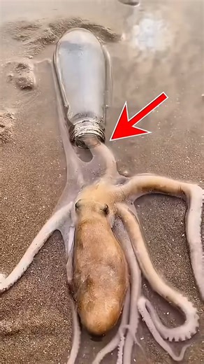 This Octopus Get INSIDE of a BOTTLE 😱🐙