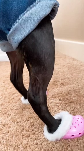 Olive and Filbert Sporting New Crocs!