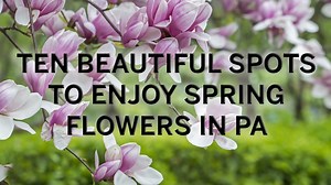 4.6K views · 11 reactions | It's spring time in PA! Planning on taking a trip to watch the cherry blossoms and other blooming flowers? Here is our list of 10 spots to enjoy spring blooms across the state of Pennsylvania. #UniquelyPA | PennLive.com | Facebook
