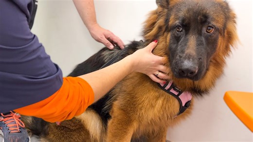 German shepherd tries to be brave at the vet