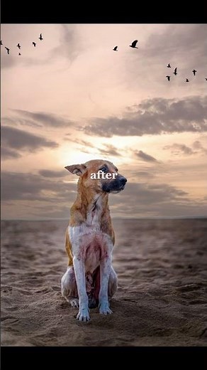 ✨ Dog Photo Editing Magic 🐾 | Before Vs After | #shorts #photoediting