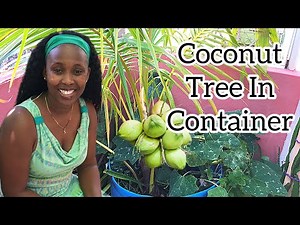 Can Coconut Tree Grow in Container?Is It Possible To Grow Coconut Tree In Container?