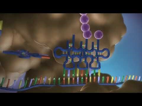 Dogma central de la Biologia Molecular-Replicación, Transcripción y Traducción.