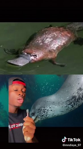 mndiaye_97 on TikTok