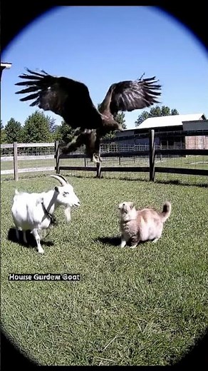 Goat saves cat from eagle attack Cctv Foodage #cat