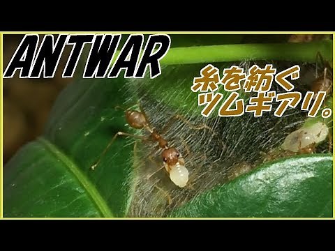 蟻戦争Ⅱ＃68 貴重映像？ツムギアリが糸を紡いで巣を作る！編～Tailor ants spinning the yarn～
