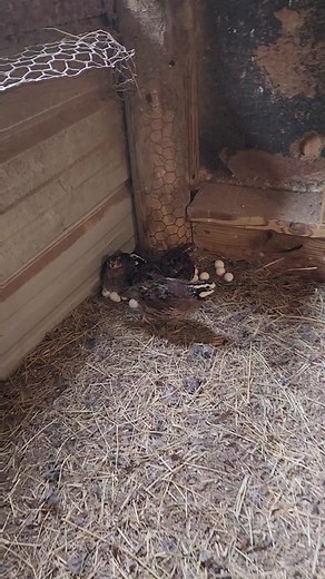 Exploring the World of Northern Bobwhite Quail