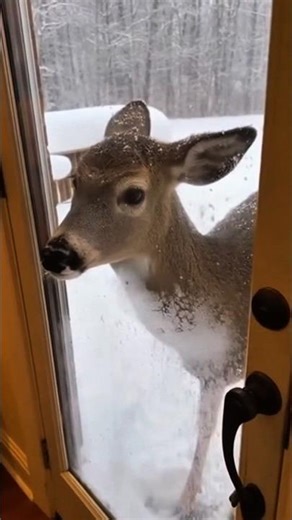 Injured Deer Asking for Help at the Door During Heav Snowfall#wildlife #shortsfeed #trending #shorts