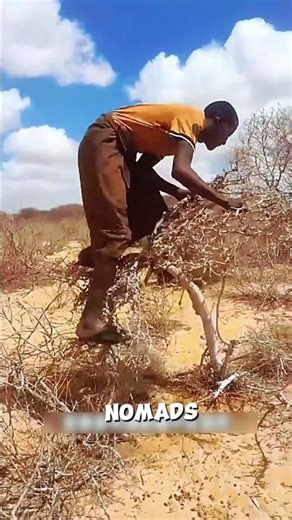 Nomadic tribes rest in this tree🤔🌲#shots