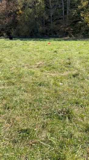 🐮 Starting out as a farmer, cattle felt a little intimidating…until we met our Dexters 💚 Their smaller size makes them approachable, and honestly, they’ve been the perfect starter herd. Couldn’t ask for a better crew to learn with! 🤠 #NewFarmer #DexterCattle #FarmLife #HomesteadJourney #homestead #familyfarm #healthyfats #regerativeagriculture #fatpastures #farmlife #fyp #fatpasturesfarm #beef #shoplocal | Fat Pastures Farm