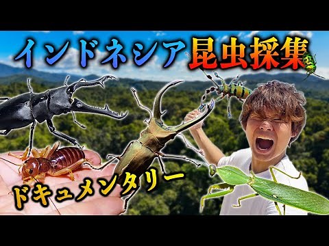インドネシアで未知なる昆虫を探せ！〜インドネシア遠征ドキュメンタリー〜