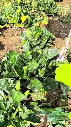 harvesting green spinach plants from the fertile soil using a small hand tool in a sunny garden plot