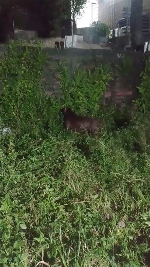 Pitbull Vlog Dog 🔥#pitmonsters