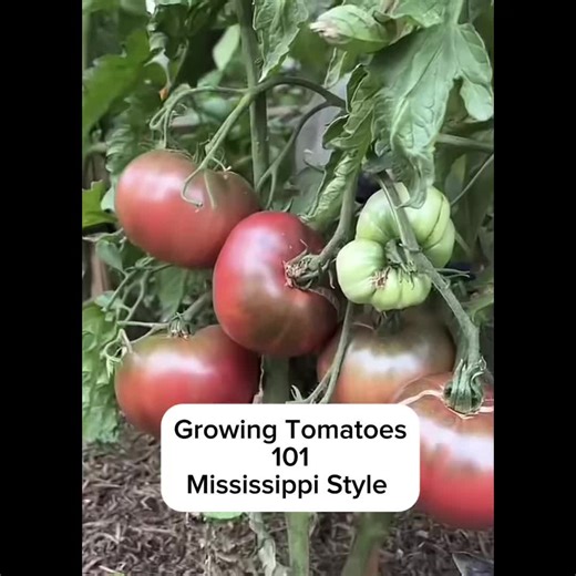 Grow Your Best Tomatoes with Fish Fertilizer