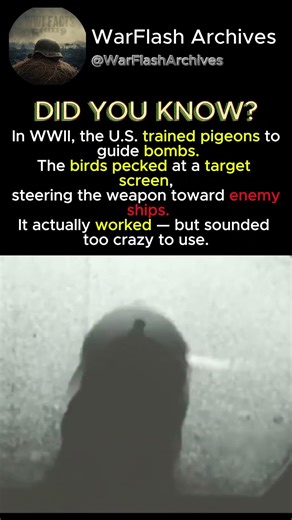 Did Pigeons Really Control Bombs