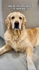 1M views · 10K reactions | How do you apologise to your dog? #apology #lovemydog #dogfacts #retrieverstagram #todaypets #dailypets #doggosdoingthings #doggosbeingdoggos #dailyfluff #goldenlovers #goldenretriever #gloriousgoldens #weeklyfluff #doglove #dogsofinstagram #dog | lunas_golden_life | Facebook