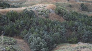 Rocky Mountain Juniper (Juniperus scopulorum) trees grown in the Great Plains in valleys, by water, and anywhere fire or grazing has been suppressed. Early Morning in Badlands National Park.