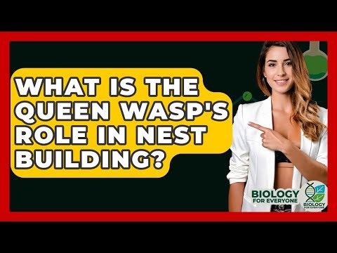 What Is The Queen Wasp's Role In Nest Building? - Biology For Everyone