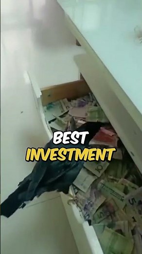 Crow Steals Money from People