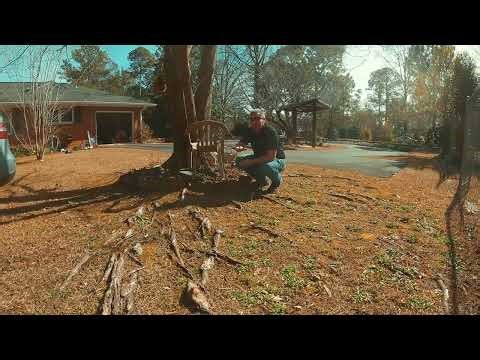 Shallow Tree Roots in Your Lawn