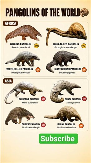 Pangolins of the World 🌍🦔 | The Most Trafficked Mammal on Earth! #Shorts