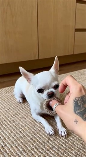 Best Videos on Reels