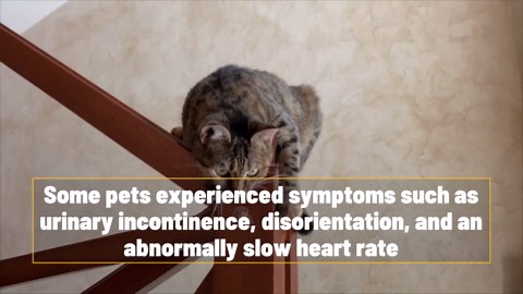 Legalizing weed leading to more poisoning cases among pets