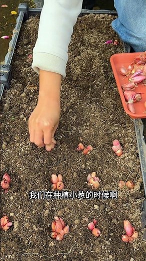 When planting shallots, be sure to cut off the top so that the sprouts emerge evenly#growingvegetabl