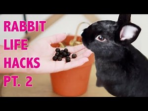 RABBIT LIFE HACKS PT 2