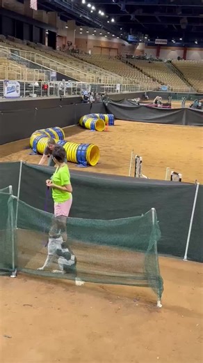 Dog Agility Fun with Border Collies