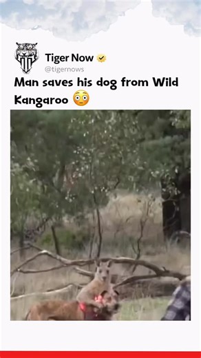 Tiger Now on Instagram: "This viral video features one of the most unbelievable “man versus nature” standoffs ever caught on camera, showing the moment an Australian man squared up with a massive kangaroo to rescue his dog from a headlock. The man, later identified as zookeeper Greig Tonkins, was on a specialized hunting trip in 2016 for a friend with terminal cancer when his dog, Max, accidentally cornered the large marsupial. In a rare display of defensive aggression, the kangaroo grabbed the 