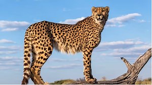 Kuno National Park welcomes 12 more Cheetahs from South Africa