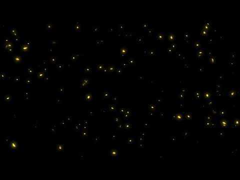 Yellow Flower Falling Petals [1080P]