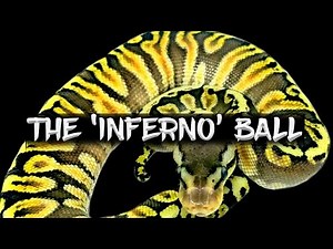 The 'Inferno' Ball Python