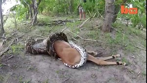 Python Caught On Camera Devouring Impala